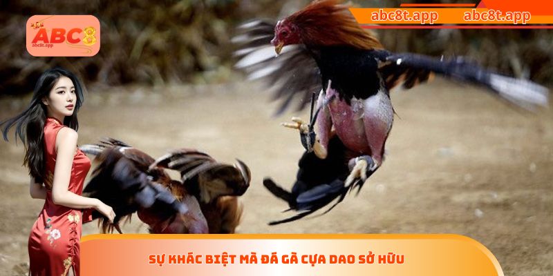 Sự khác biệt mà đá gà cựa dao sở hữu